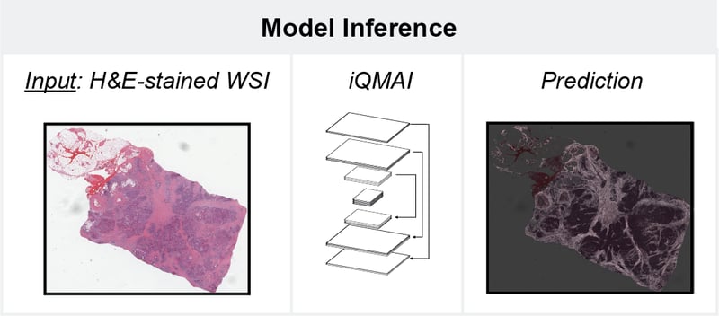 Model Inference and Feature Extraction