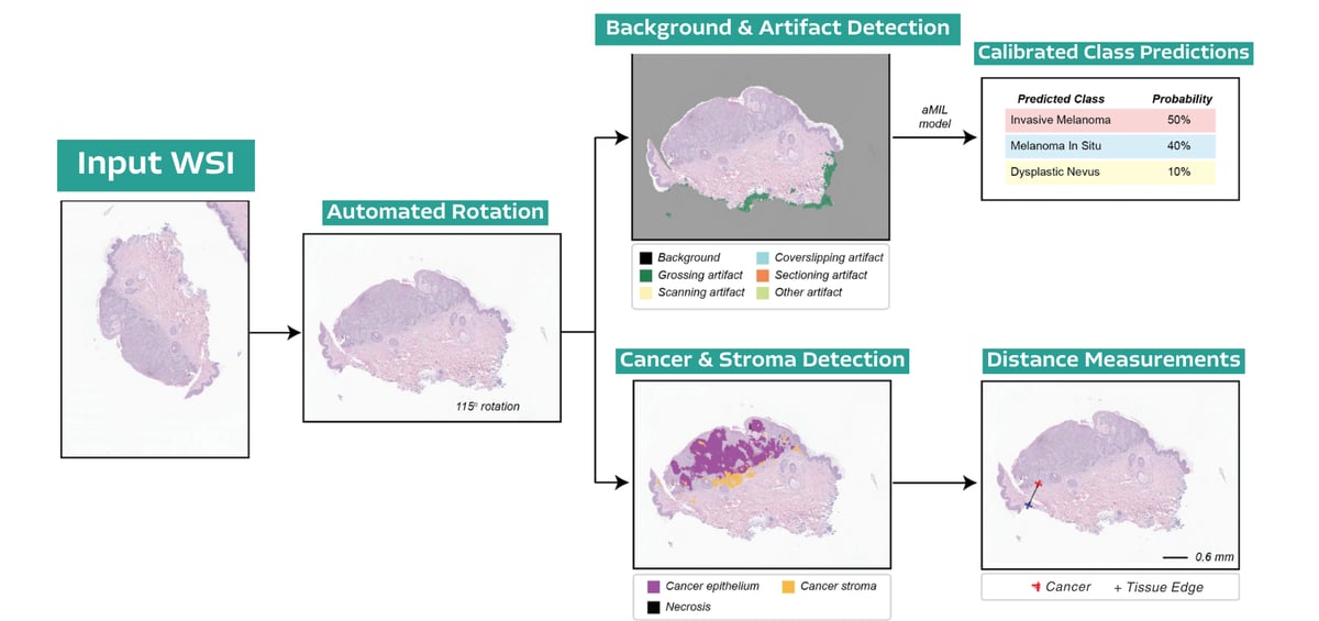 Overview of the workflows and development of PathAssist Derm