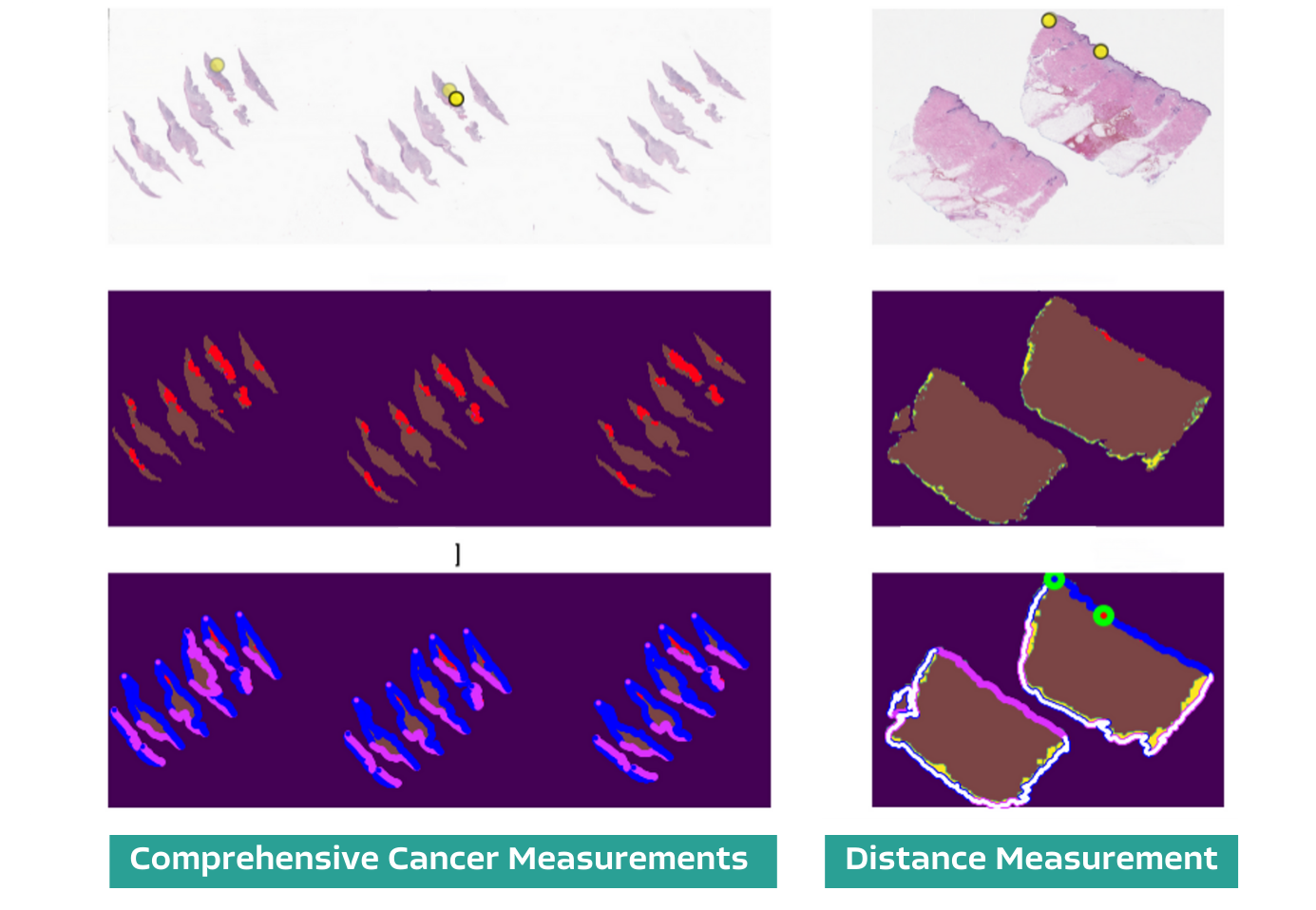 PathAssist Derm Workbook-Jan-23-2025-07-12-55-9606-PM PathAssist Derm Workbook-Jan-23-2025-07-12-55-9606-PM